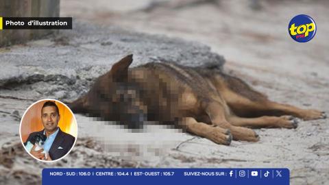 Empoisonnement chiens