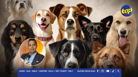 Journée internationale du chien