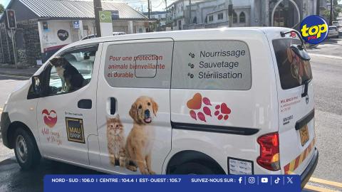 Well Being of Strays