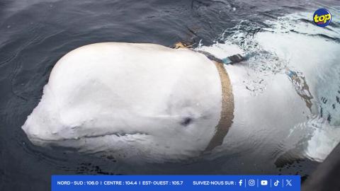 béluga Hvaldimir en Norvège