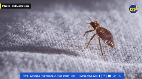 infestation de punaises