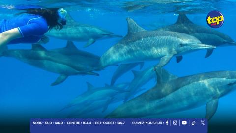 nage avec les dauphins et les baleines