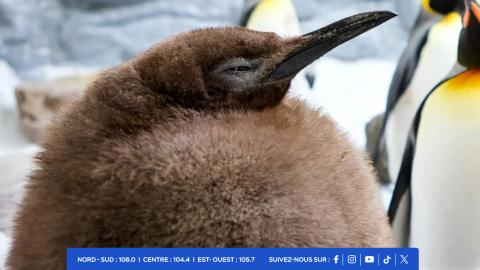 the fat baby penguin